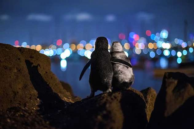 La historia detrás de los pingüinos viendo la ciudad de Melbourne