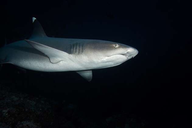 Uno de cada siete tiburones de aguas profundas estaría en riesgo de extinción