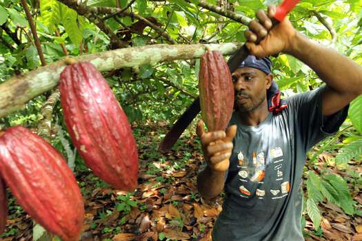 Se proyecta que al finalizar el año la producción de cacao será de 62.000 toneladas. / Fotos EFE