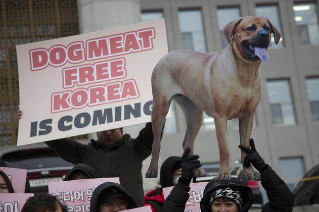 ¿En qué países es común el consumo de carne de perro?