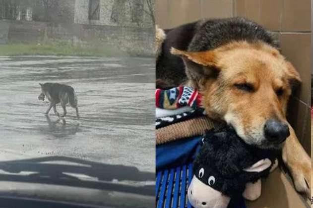 Rescatan a perrita que vagaba sola por las calles tras la muerte de su dueño