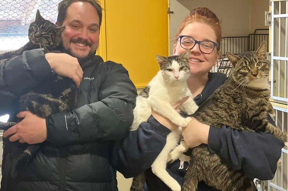 Los tres gatos, Chirp, Flynn y Riggs, están felices con su nueva familia. 