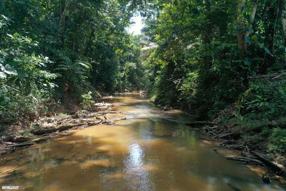 Todos los contenidos estarán enfocados a estudio de la selva tropical más grande del planeta. 