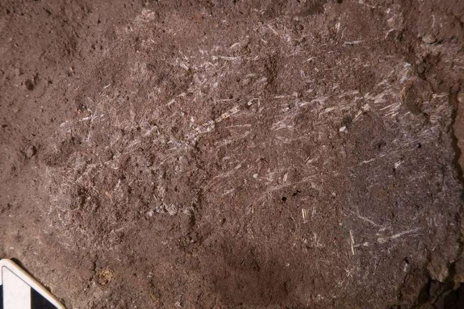 Fragmentos de hierba fosilizados en Border Cave (Sudáfrica) de 200.000 años de antigüedad.