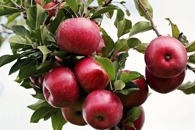 Mascarilla de manzana: un secreto natural para quitar las líneas de expresión