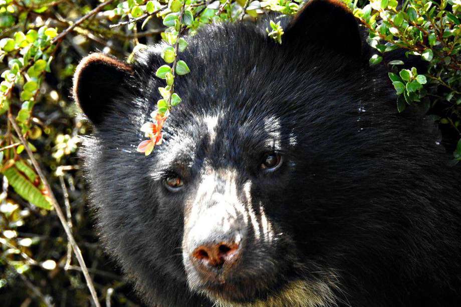 El oso andino (Tremarctos ornatus) se encuentra en un estado vulnerable a la extinción. Imagen de referencia.