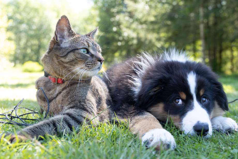 Los perros y gatos pueden llevarse muy bien, incluso, algunos se convierten en mejores amigos.