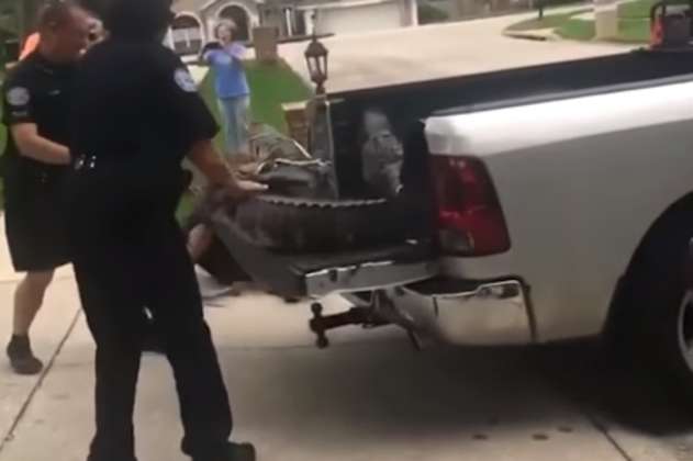 Un caimán de dos metros y medio noqueó a un policía en Estados Unidos
