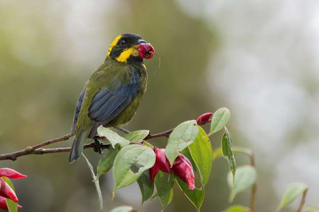 Hoy comienza Colombia Birdfair, el evento más importante sobre aves