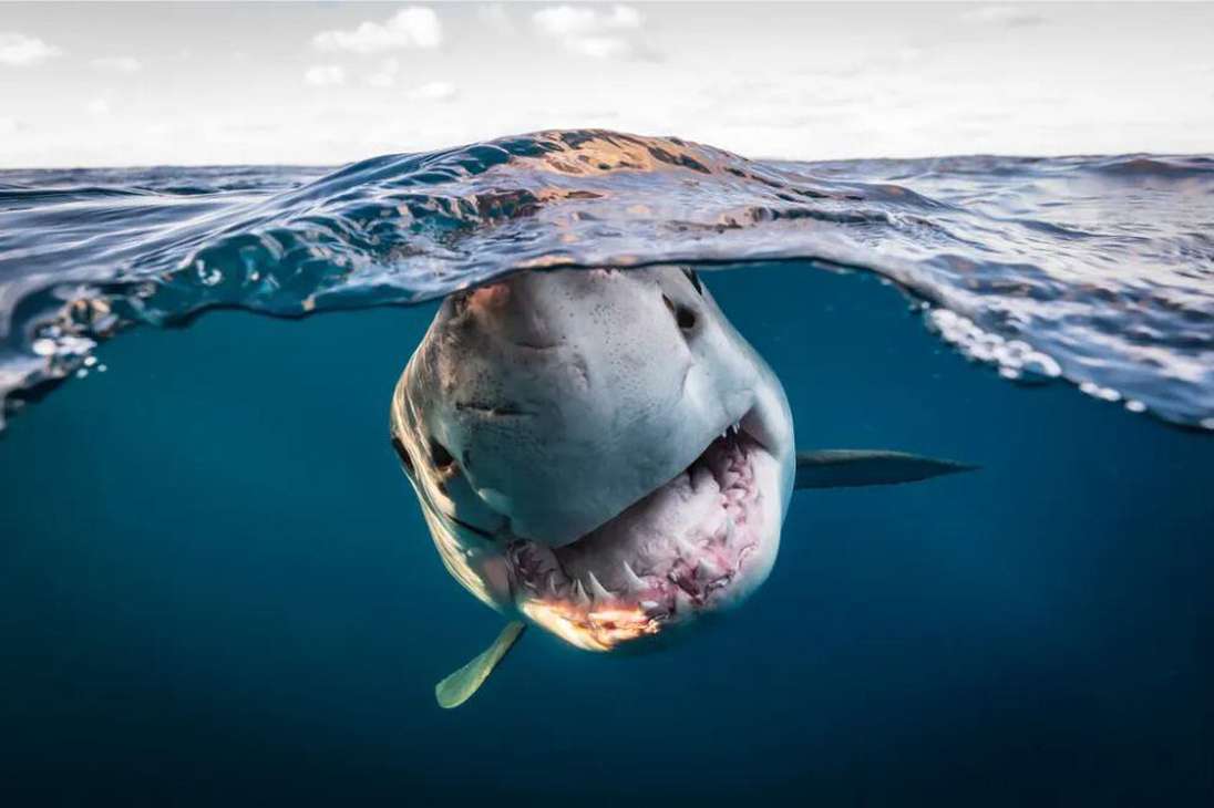 Una foto rápida de un gran tiburón blanco.