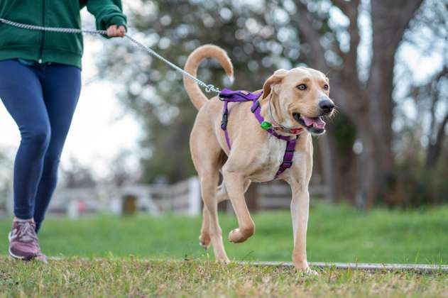 Conozca por qué este parque pide a los dueños que paseen a sus perros con correas cortas