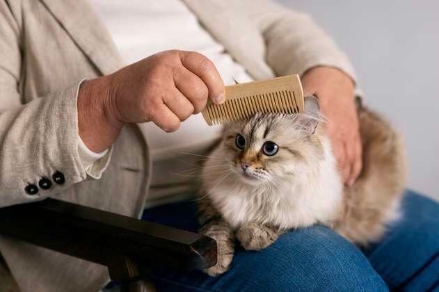 ¿Qué tan seguido hay que cepillarle el pelo a un gato?