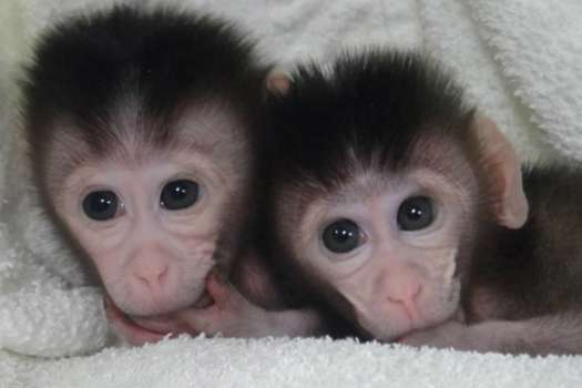 Científicos manipulan genes de monos para simular el autismo.  / Revista Cell