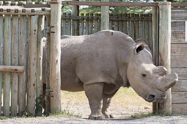 Extraerán óvulos a las dos últimas hembras de rinoceronte blanco del norte