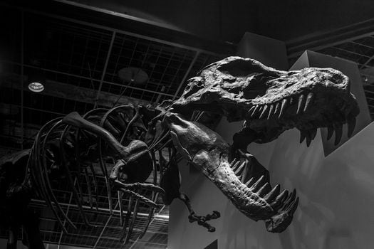 Según sus autores, este es el primer estudio que sostiene que los dinosaurios tenían metabolismos diversos. 