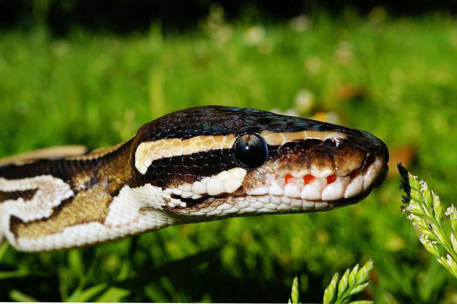 Las serpientes pitones no tienen veneno. No matan a sus presas inoculando veneno, sino por constricción. (Imagen de referencia)