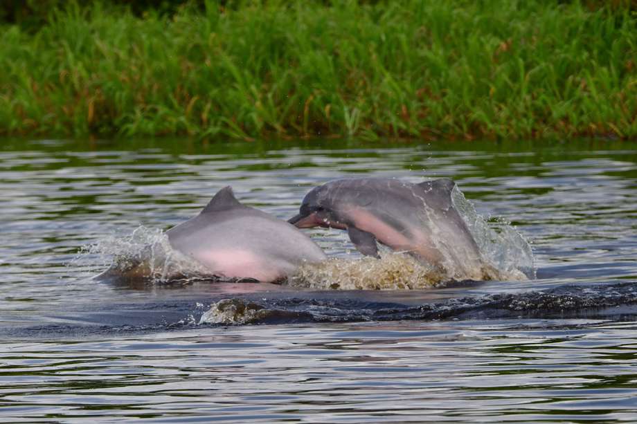Lanzan plataforma para ayudar a conservar los delfines de río en Suramérica