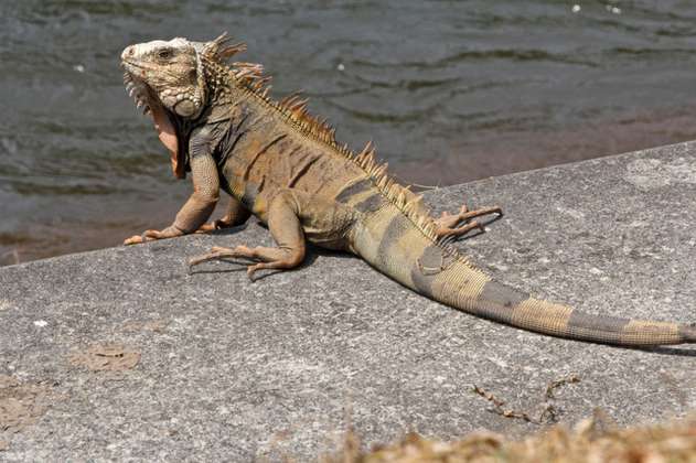 Alerta por iguanas que están apareciendo sin vida a orillas del río Medellín