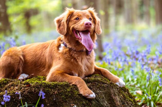 Perros grandes y peludos: 5 razas de perros que te encantarán