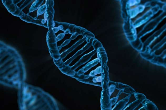 75% del genoma humano sería 'basura' evolutiva