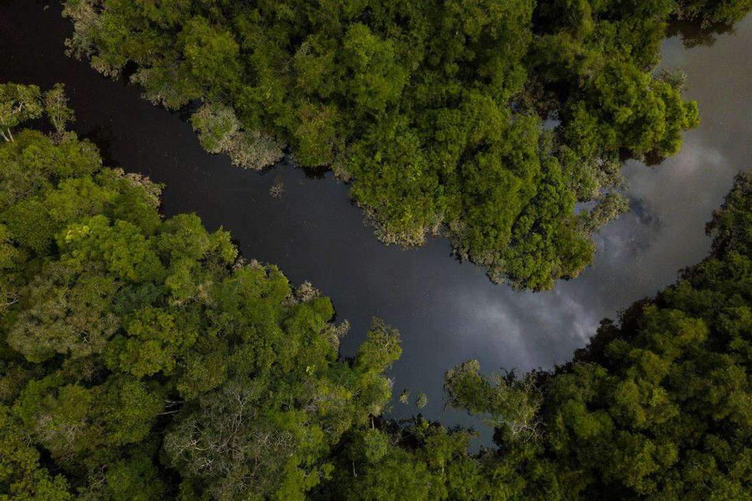 El bioma amazónico es un área cubierta principalmente de bosque tropical húmedo denso, con porciones pequeñas de distintos tipos de vegetación como sabanas, bosques de llanura inundable, praderas y pantanos.