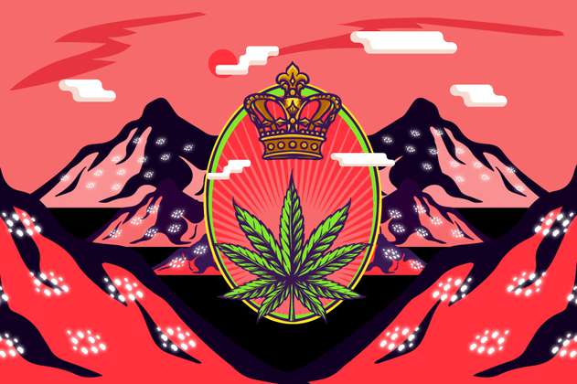 El pesebre de marihuana que crece en el norte del Cauca
