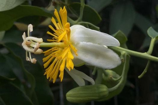 Así es la "Passiflora mariquitensis".