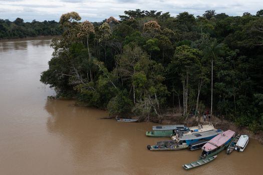 Expertos señalan que el asesinato de Guajajara muestra la falta de protección gubernamental de la administración de Bolsonaro hacia los defensores ambientales.