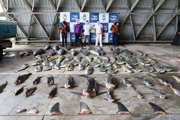 Incautan más de 1.000 kilos de pesca ilegal en el Pacífico colombiano