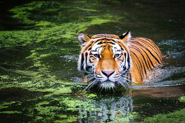 Dentro de 50 años los tigres de bengala podrían desaparecer por el cambio climático