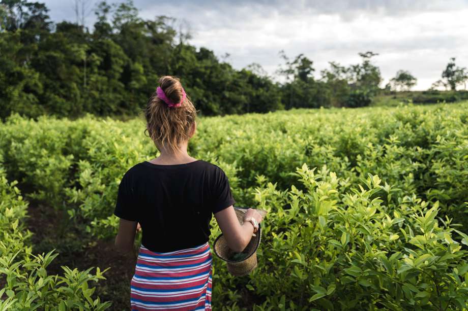 Colombia actualmente tiene más de 204.000 hectáreas sembradas en hoja de coca.