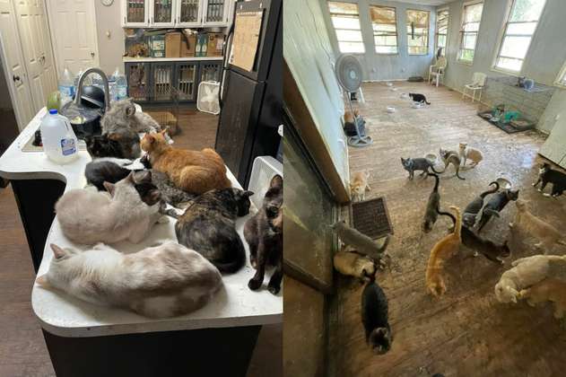 Crueldad animal: maestra tenía más de 300 animales en pésimas condiciones en su casa