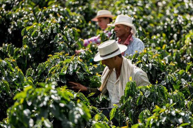 Los esfuerzos para proteger el café colombiano de El Niño y el cambio climático