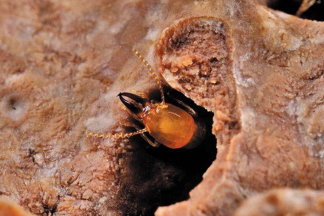 El inesperado papel de las termitas en el calentamiento global