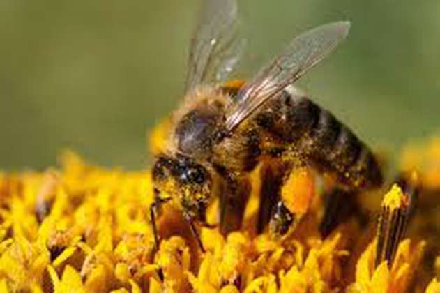 Inteligencia Artificial para conservar las poblaciones mundiales de abejas