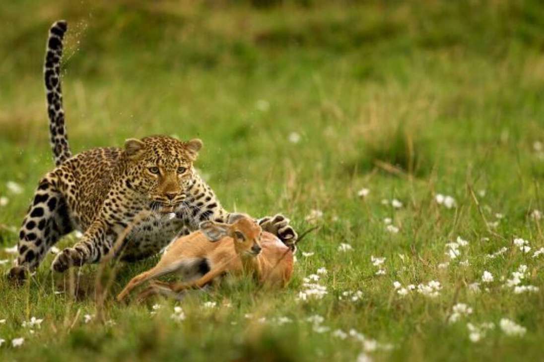Congelada en el tiempo, esta imagen capta el último intento inútil de un Steenbok por no convertirse en presa, mientras una madre Leopardo está decidida a alimentar a su cachorro.