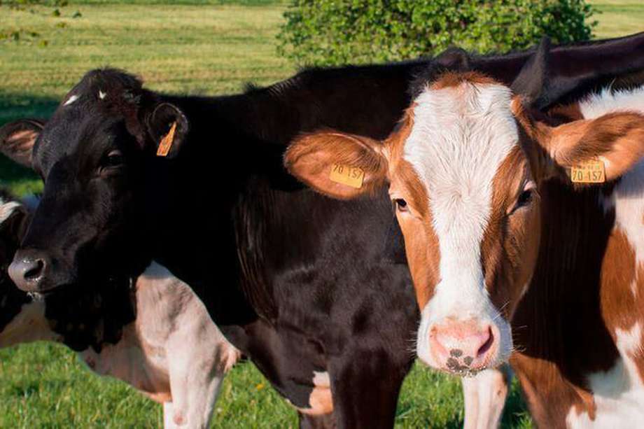 Para determinar la edad de la vaca se necesita observar su dentadura y tener conocimientos en el campo agropecuario.