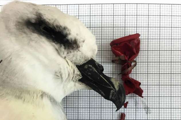 Las bombas, el plástico más mortal para las aves marinas