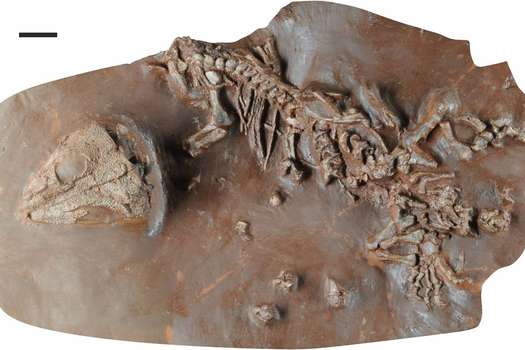 Imagen del fósil que permitió describir la nueva especie.