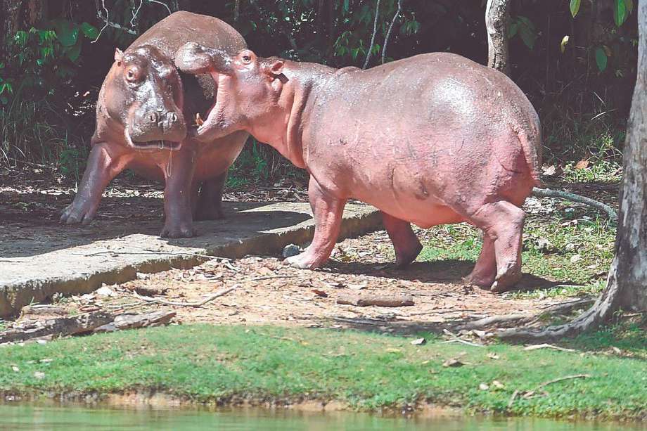 De cuatro hipopótamos que trajo Pablo Escobar a Colombia, el Ministerio de Ambiente estima que su población actual es de 130. 