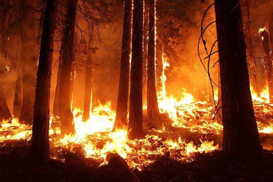 Según la ONG, las personas son responsables del 75% de todos los incendios forestales a escala mundial.