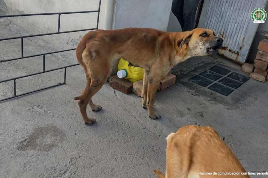 Estos perros fueron encontrados con altos signos de desnutrición en Pasto. Actualmente, se encuentran en recuperación. 