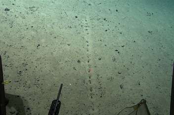 Este es el virus oceánico más profundo conocido. Vive a 29.000 pies de profundidad