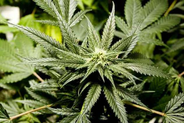 Incautan más de 1,4 toneladas de marihuana de disidencias de las Farc en Corinto, Cauca