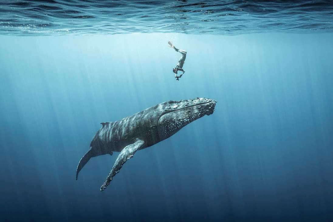 Un buceador se zambulle para capturar una fotografía de una ballena jorobada.
