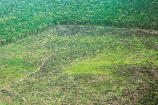 Entre 2016 y 2017, Colombia perdió 179.597 hectáreas de bosque. El 60 % en la Amazonia. / FCDS