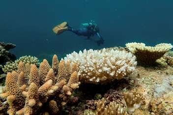 La Gran Barrera de Coral Australiana está en peligro por blanqueamiento masivo