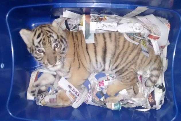Encuentran en una caja plástica a un tigre de bengala que iba a ser enviado por correo 