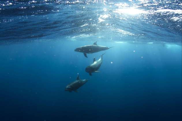 Así es el balfín, el animal mitad ballena mitad delfín descubierto en aguas de Hawái