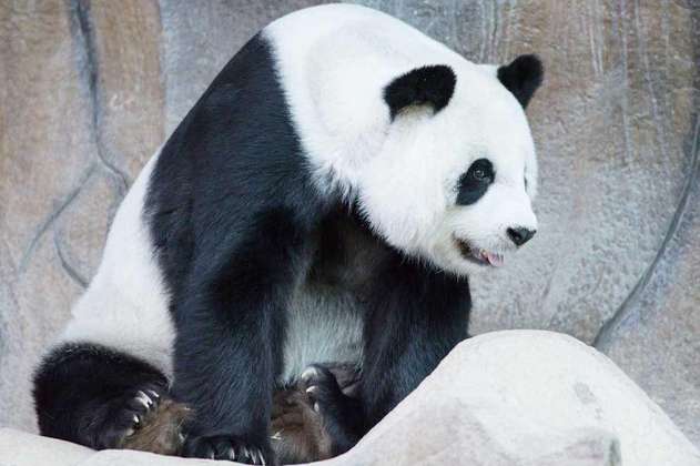 Falleció Lin Hui, la última panda cedida por China que quedaba en Tailandia